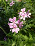 P1040145klebrige Pelargonie.jpg