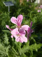 P1040146klebrige Pelargonie.webp