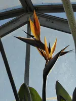 P1040153Papageienblume.webp