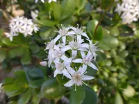P1040154Jadestrauch.webp