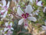 P1040157pelargonium crithmifolium.jpg