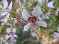 P1040157pelargonium crithmifolium.webp
