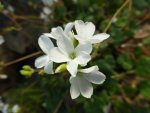 P1040160pelargonium cotyledonis.jpg