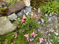 Rhododendron_nakaharai_„_Pink_Pancake“_20.06.2015.JPG