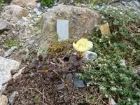 Rhododendron_ludlowii_WREN_10.05.2015.JPG