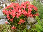 Rhododendron_nakaharai_Alexander_20.06.2015.JPG