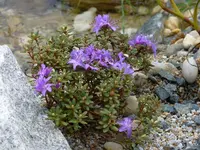 Rhododendron_sp._NO_NAME_01.05.2011.jpg