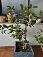 Chilis zum Nachreifen 003.webp