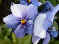 bl stiefm.webp