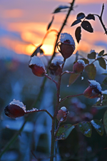 DSC_9050.webp