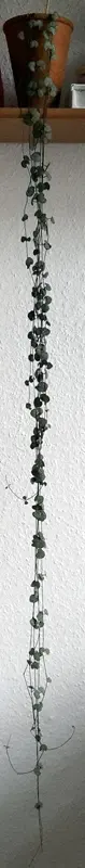 20170124_ceropegia_wodii_lang.webp