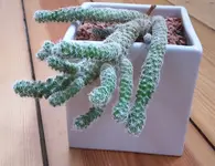 20170124_kaktus_greisenhaupt_2.webp