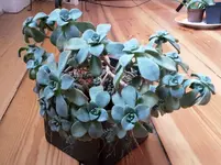 20170124_Sukkulente_Rosette.webp