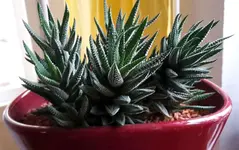 20170124_Sukkulente_unbekannt.webp