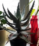 20170124_sukkulente_unbekannte_aloe_2.jpg