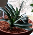 20170124_sukkulente_unbekannte_aloe.jpg