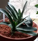 20170124_sukkulente_unbekannte_aloe.webp