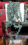 20170124_sedum_burrito.jpg