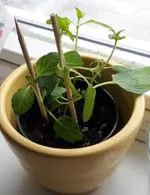 20170124_minze_eingetopft.webp