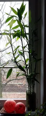 20170124_gluecksbambus_groß_fenster.webp
