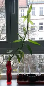 20170124_gluecksbambus_klein_in_vase.webp