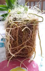 20170124_gluecksbambus_wurzeln_3.webp