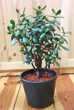 geldbaum.webp