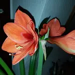 20170126_004544.webp