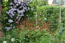 Cl.vit.Emilia Plater0115.webp