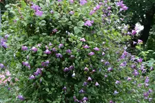 Cl.vit.botanische Art0316.webp