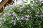 Cl.vit.Betty Corning0315.jpg