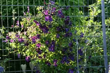 Cl.vit.Viola0115.jpg