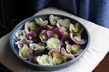 Helleborus0116.webp
