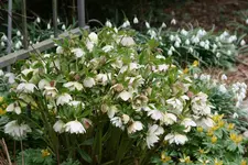 Helleborus0816.webp