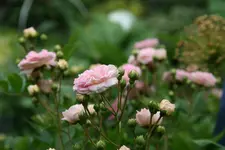 Rose Pink Gislaine de Felingonde0415.webp