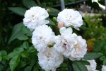 2016_0916sept160002.JPG