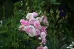 Rose Pink Gislaine de Felingonde0715.jpg