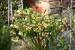 Helleborus1016.jpg