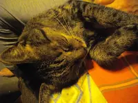 IMGP4470.webp