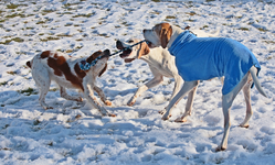 3 girls playing with a ball rope1_900.JPG