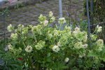 Helleborus1916.jpg