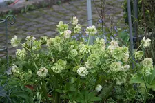 Helleborus1916.webp