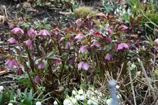 Helleborus0516.webp