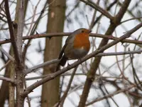 P1270251.webp