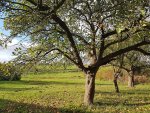 Apfelbaum.jpg