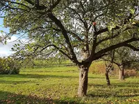 Apfelbaum.webp