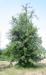 Birnbaum Wiese.JPG