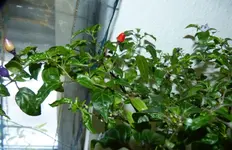 Lila Luzi.webp
