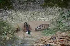 .0312a.webp