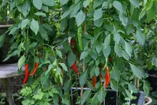 Chilie0415.webp